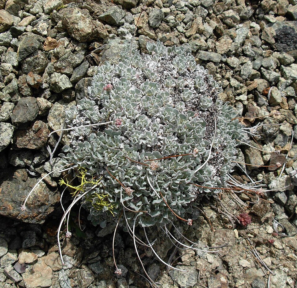 Eriogonum ovalifolium var. nivale Polygonaceae Dicot Buckwheat i062307 084