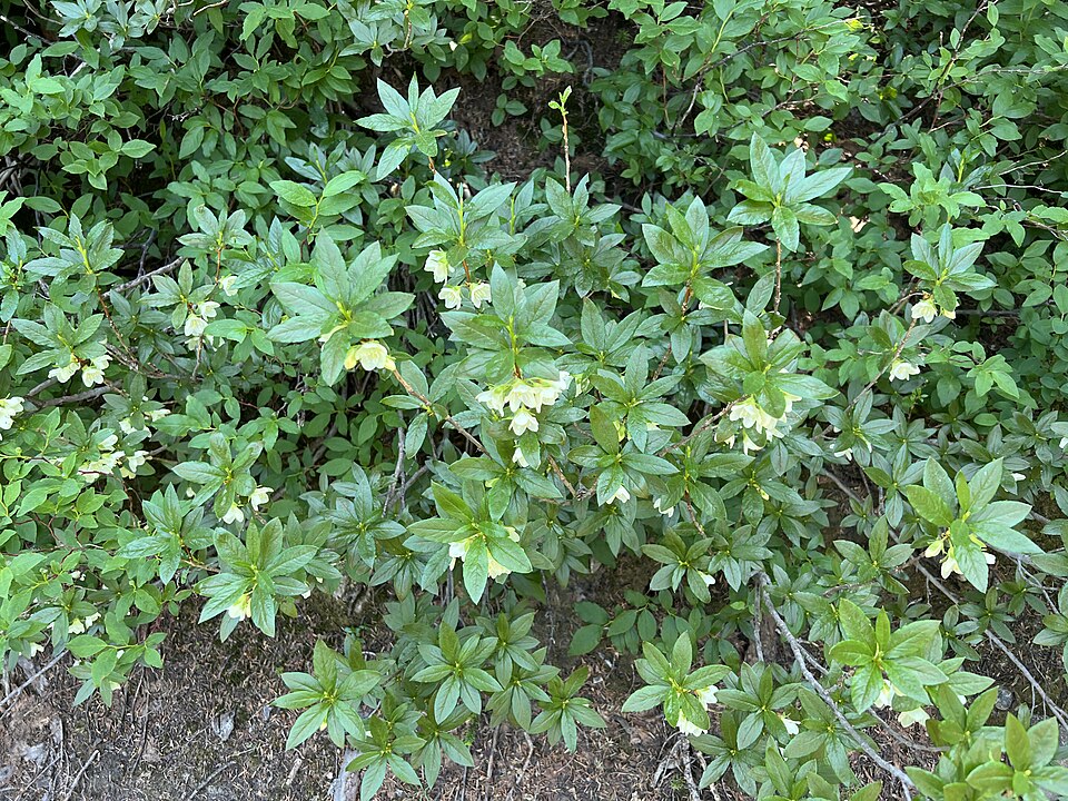 Rhododendron albiflorum