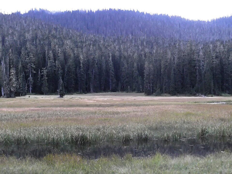This was a group of three elk, the largest with substantial antlers. There was a