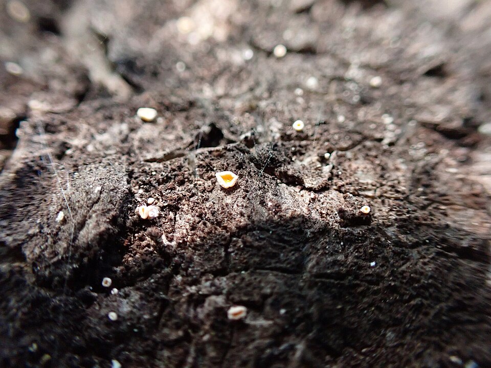 Lachnellula resinaria
