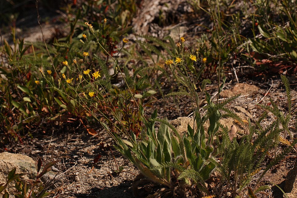 Scouler's Woollyweed, Scouler's Hawkweed, Hound Tongue Hawkweed Viewpoint locati