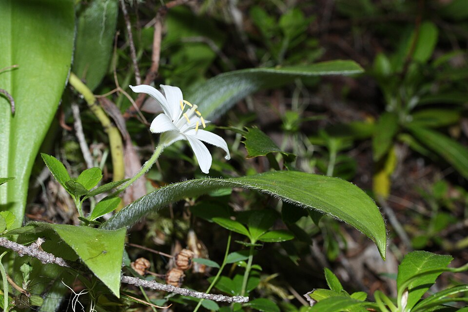 Queen's Cup, Bride's-bonnet
