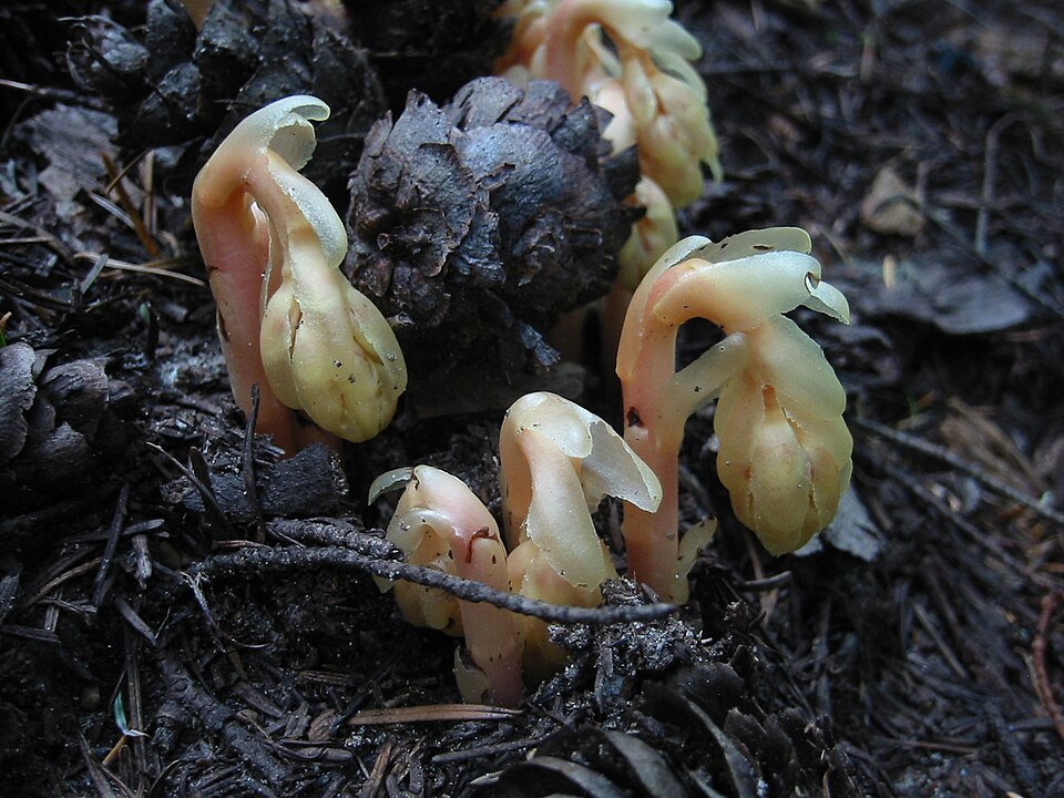 Pinesap, Many-flower Indian-pipe