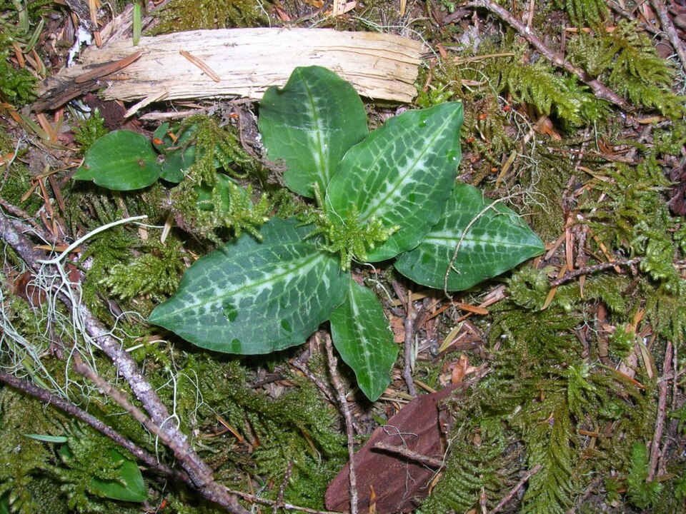 Goodyera oblongifolia Rattlesnake plantain, western rattlesnake plantain, green-