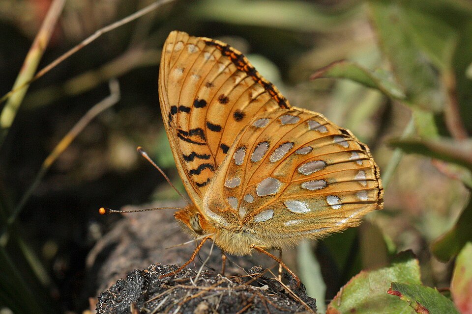 Mormon Fritillary Viewpoint location: Juniper Ridge Trail 261 Dark Divide Viewpo