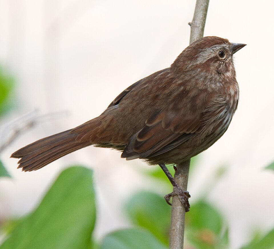 Song Sparrow, west coast subspecies Melospiza melodia morphna, Samish, Washingto