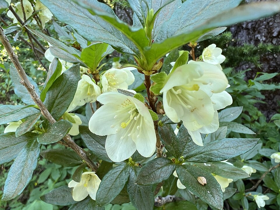Rhododendron albiflorum flowers