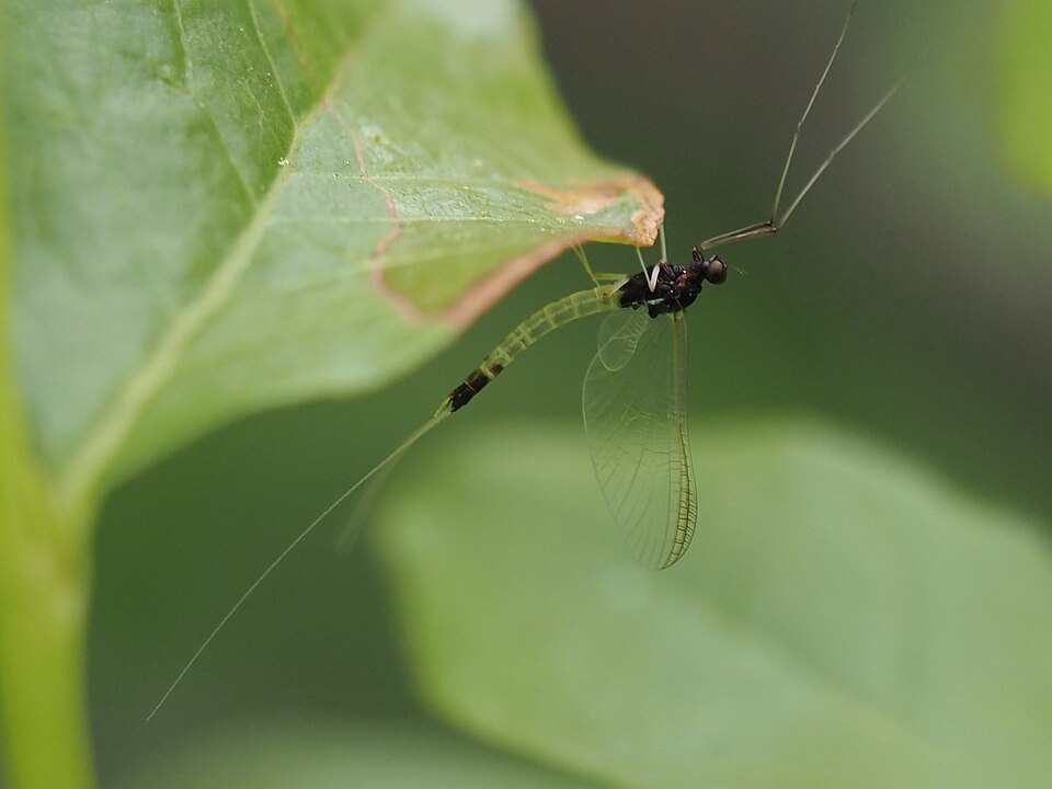 Neoleptophlebia memorialis. Species of insect.