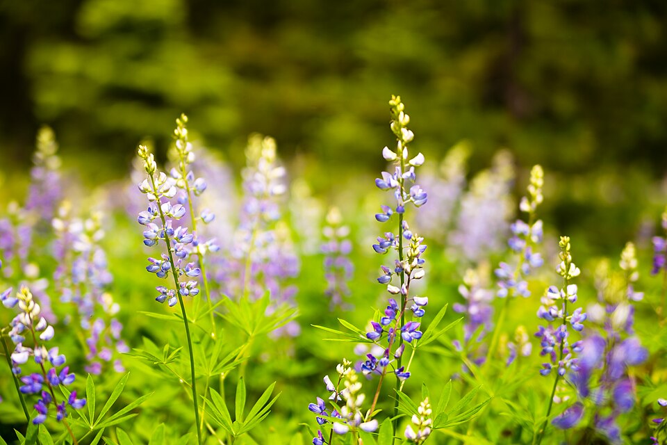 Purple Flowers #2