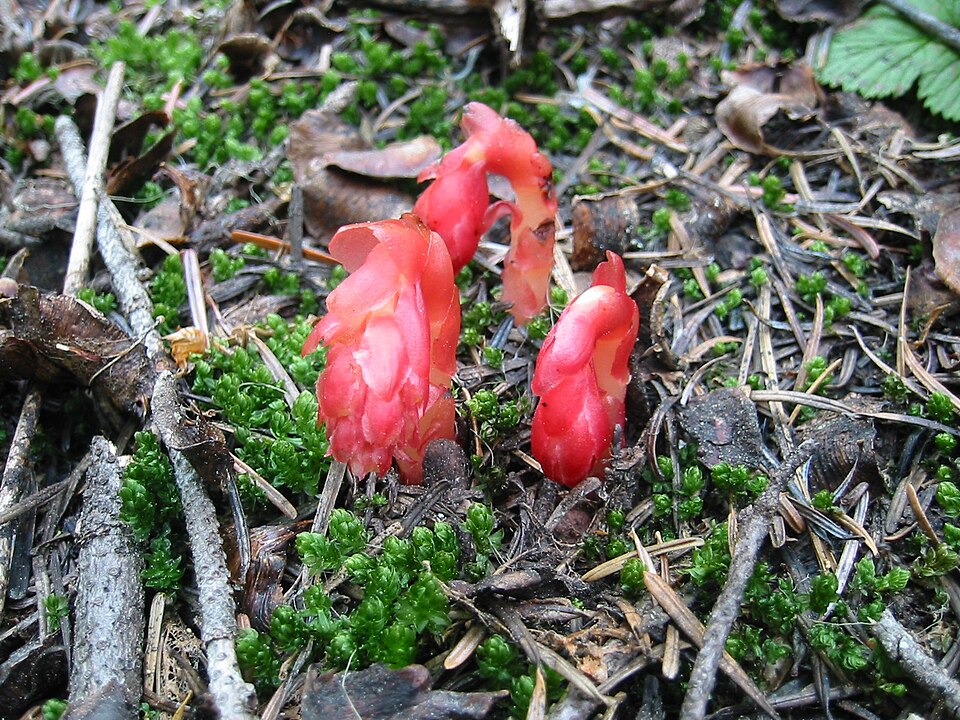 Pinesap, Many-flower Indian-pipe