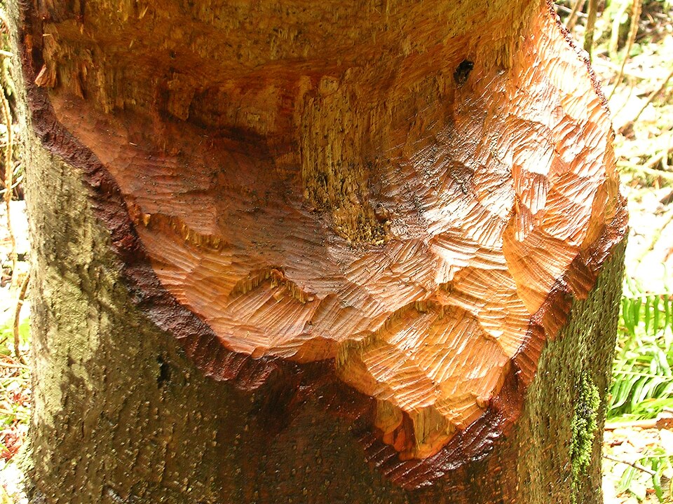 beavered tree