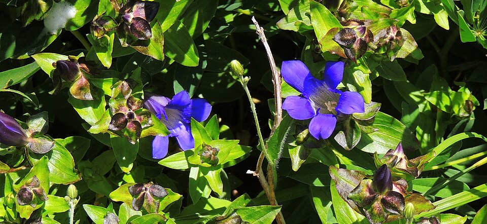 Blue Gentian-Gifford Pinchot