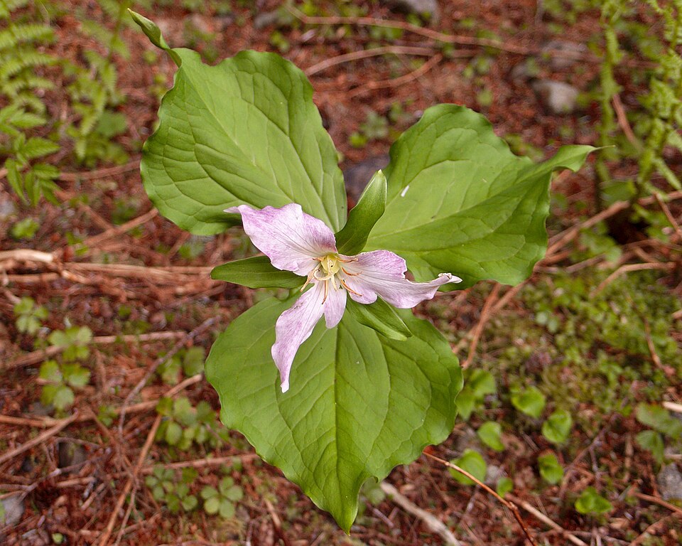 Trillium ovatum, aka Pacific Trillium or Wakerobin, growing along the trail to M