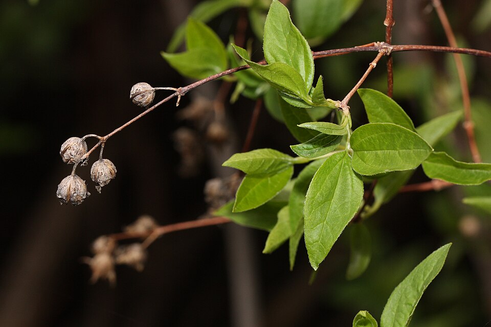 Lewis' Mock Orange