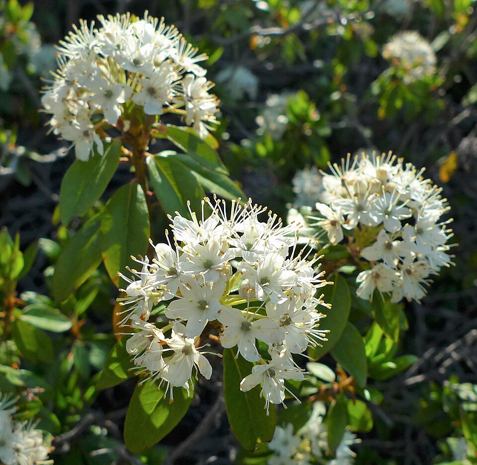 Rhododendron columbianum near Mission Ridge, Chelan County Washington