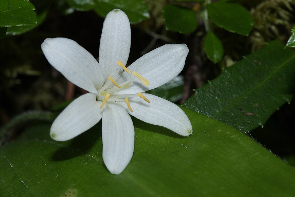Queen's Cup, Bride's-bonnet