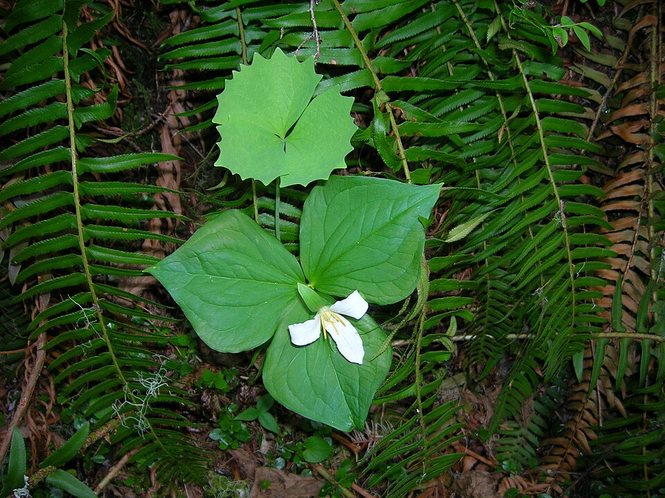 A nice forest scene Trillium ovatum and Achlys triphylla (Vanilla Leaf) Polystic