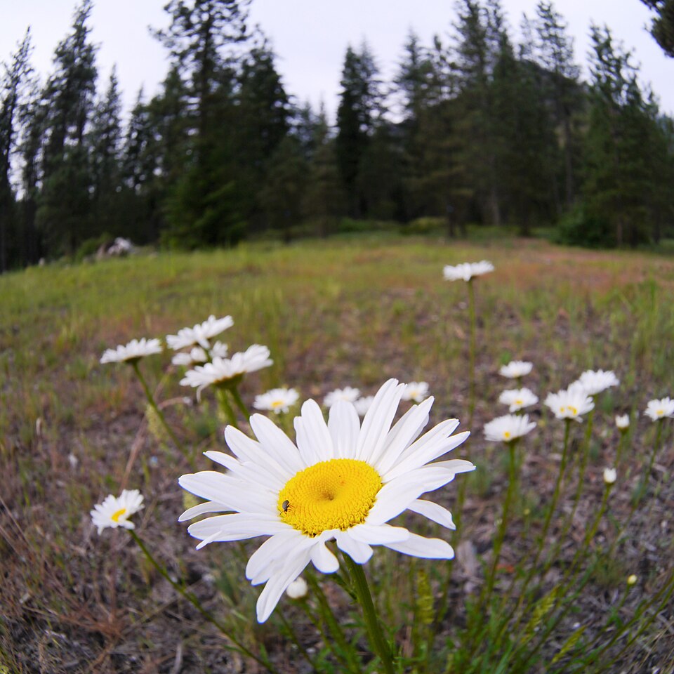 Leucanthemum vulgare near Tumwater Campground, Chelan County Washington